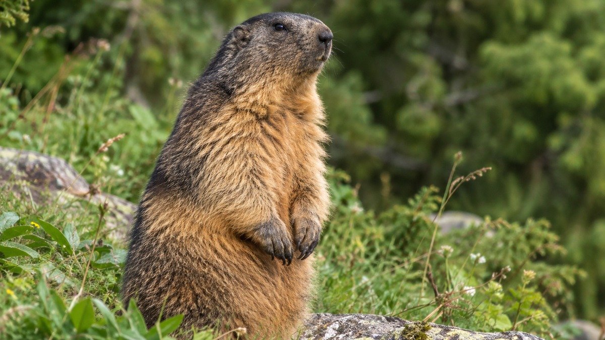 Realistic groundhog standing on a rocky hillside surrounded by green grass and dense vegetation.