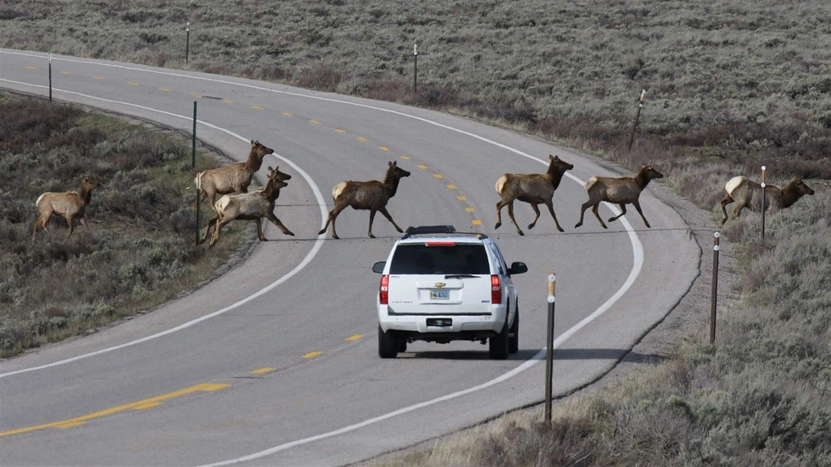 seasonal wildlife collisions