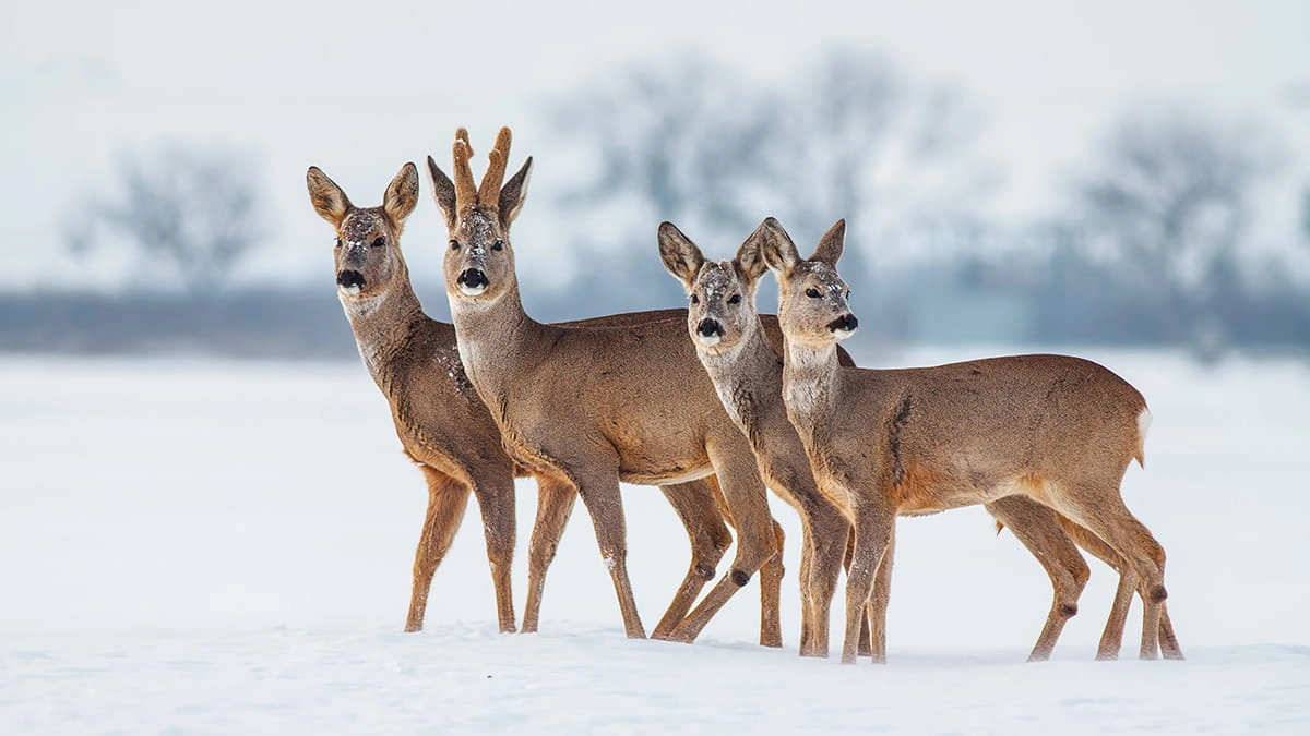 roe deer suburban management