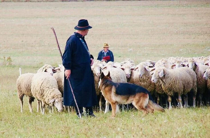 Supervision Duty for Livestock on Outfield Range in Norway
