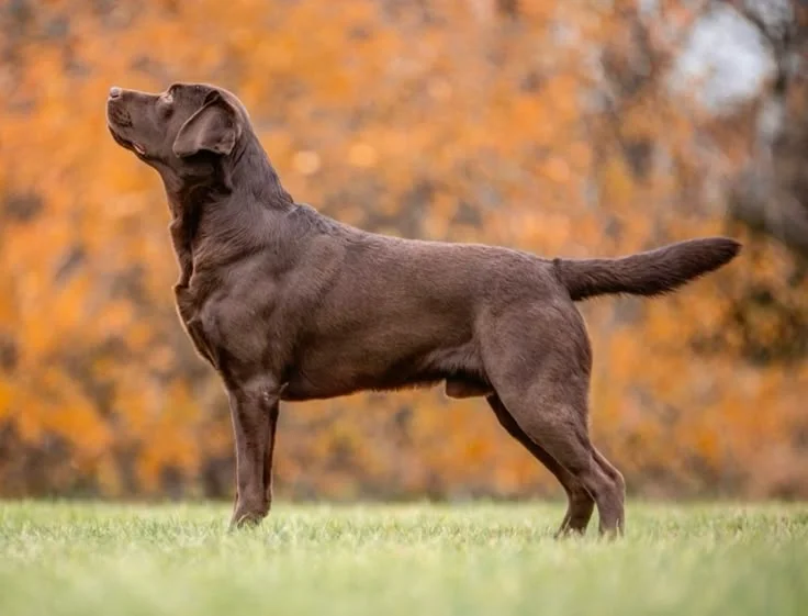 Dog Safety in Carnivore Areas: 2026 Norway Guide