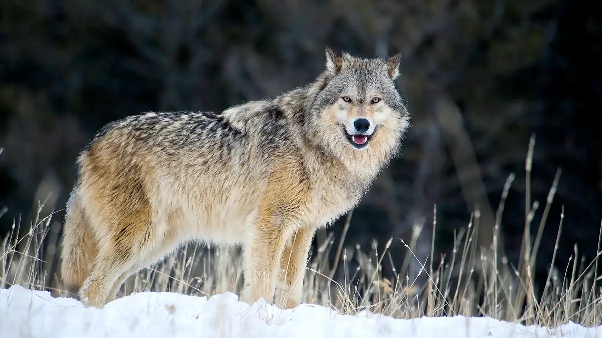 ulvesonen wolf zone