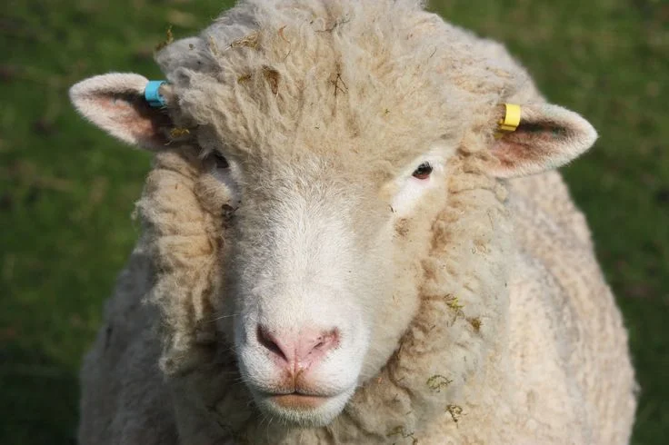 Radiobjelle Sheep Collar: Electronic Tracking in Norway