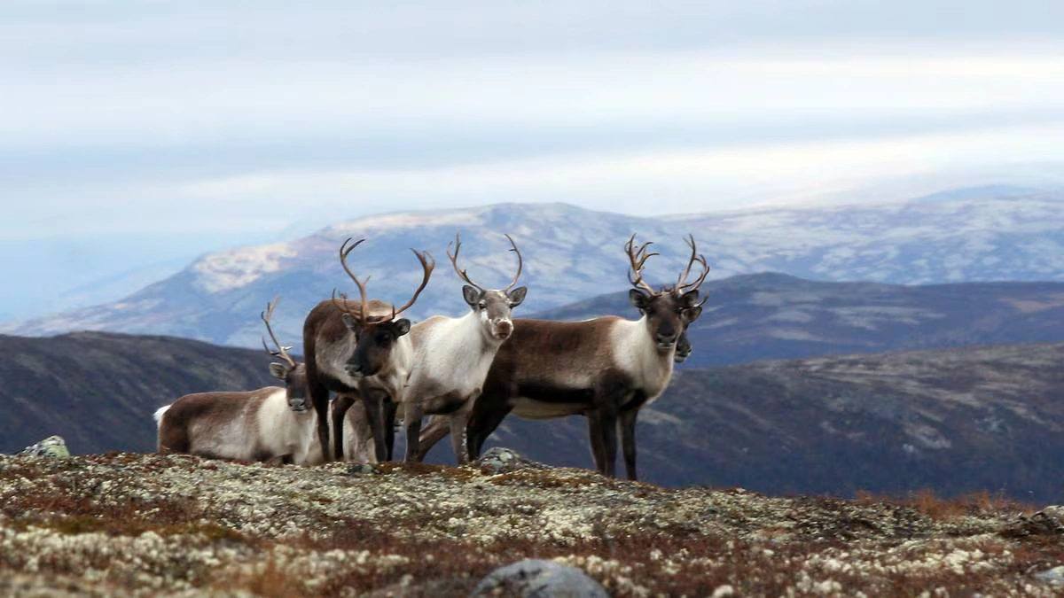 Norway’s Priority Species