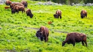 American bison herd grazing on a green North American prairie.