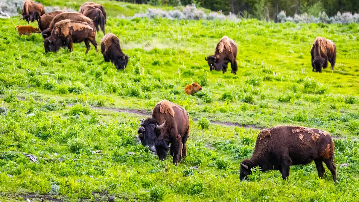 American bison herd grazing on a green North American prairie.