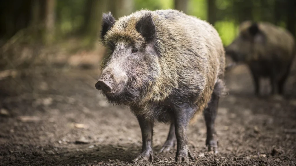 Wild boar standing in a natural forest clearing. Choose a clear, horizontal photograph with natural lighting and no text overlay.