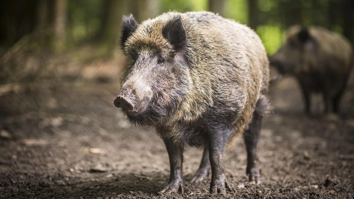 Wild boar standing in a natural forest clearing. Choose a clear, horizontal photograph with natural lighting and no text overlay.