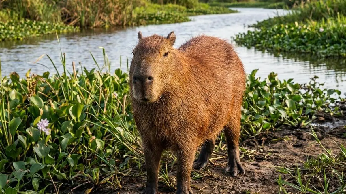 Capybara standing on a muddy bank beside a river with water plants