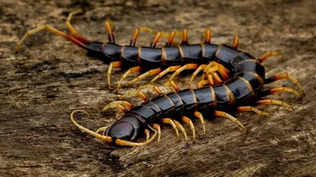 Two dark centipedes with orange legs crawling across a weathered piece of wood
