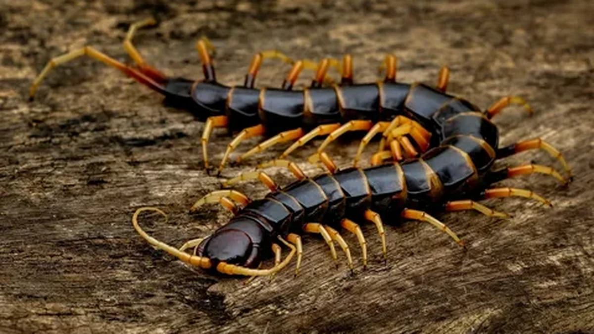 Two dark centipedes with orange legs crawling across a weathered piece of wood