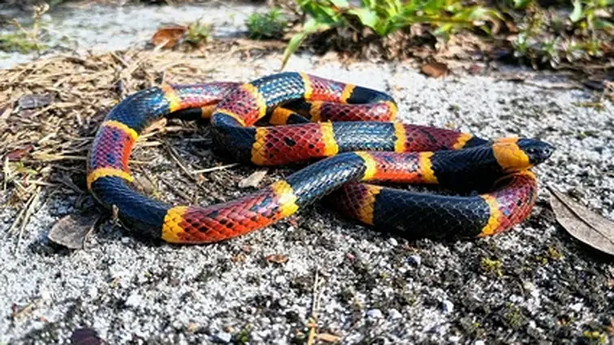 Eastern coral snake coiled on rough gray gravel with scattered pine needles and green plants behind it, showing its bright red, black, and yellow bands and black head.