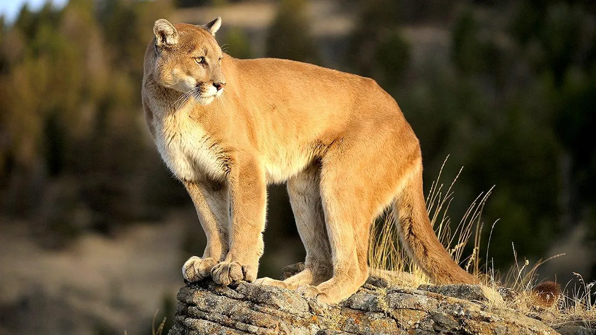 Mountain lion standing in a natural forest clearing.