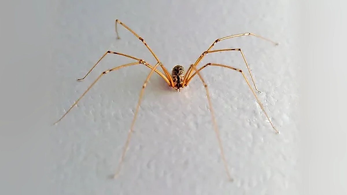 Long-legged daddy long legs spider with a patterned body resting on a white textured wall