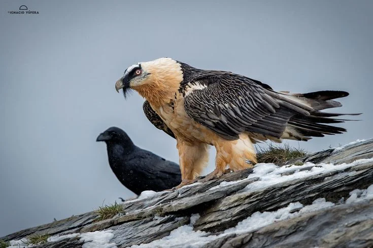 Avian Influenza Wild Birds Norway: What 2026 Shows