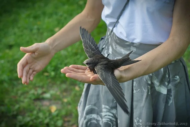 Reporting Sick or Dead Wild Birds in Norway: 2026 Guide