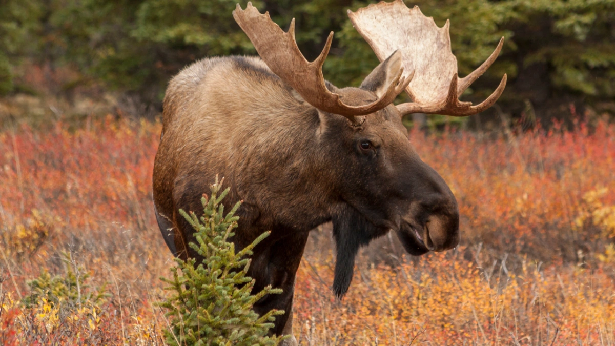 moose encounter