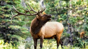 Bull elk with large antlers standing in a mountain meadow