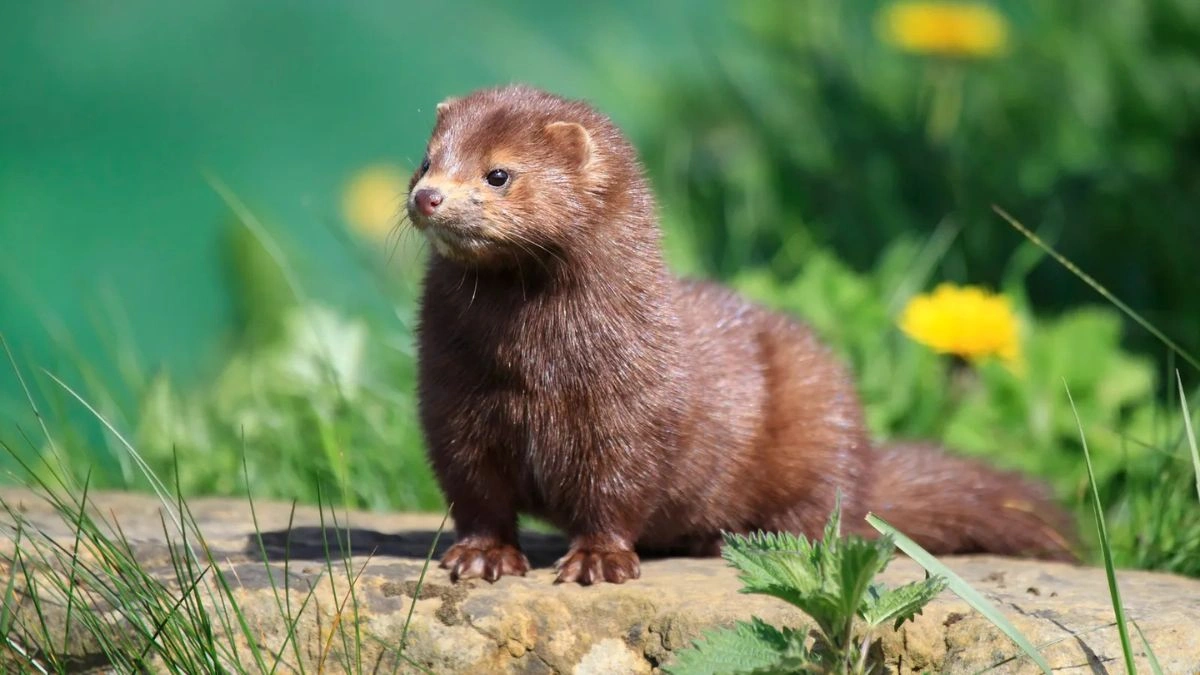 american mink