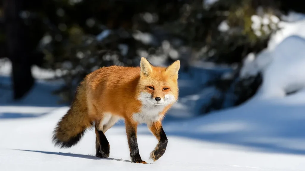 Red fox walking across fresh snow with evergreen trees behind it