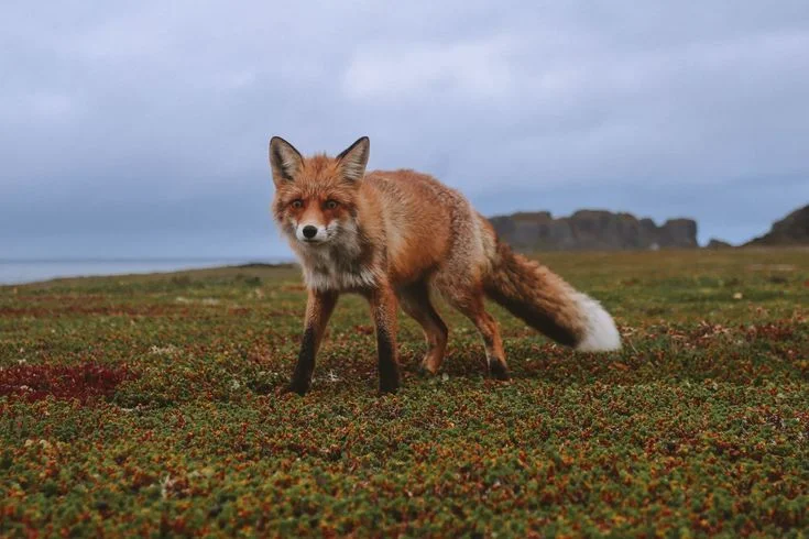 Red Fox Control Norway: Ecological Reasons and 2026 Rules