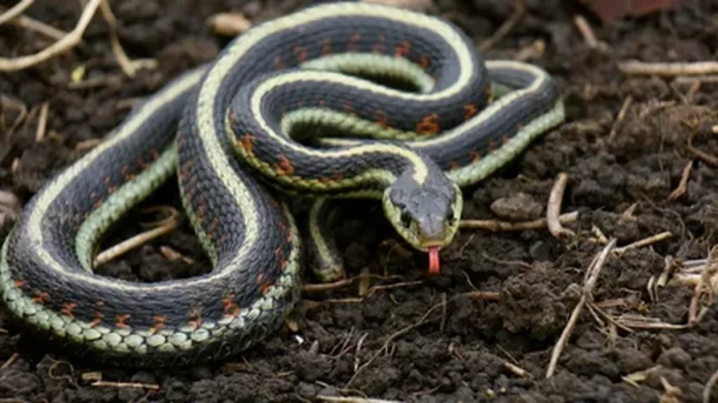 Garter snake with black, green, and yellow stripes coiled on dark soil, its red tongue flicking out.