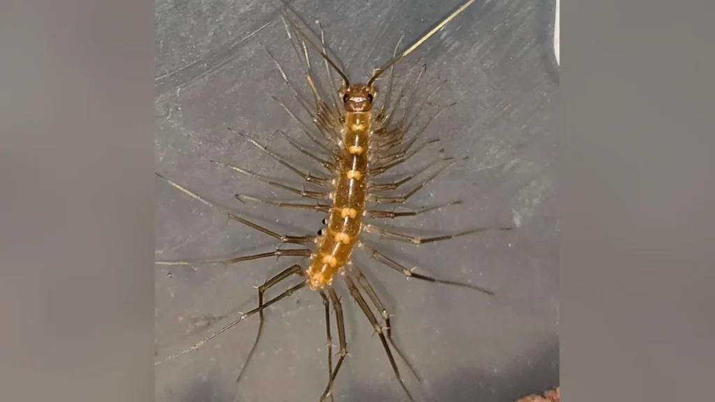 Top-down view of a house centipede with a yellow-orange body and long, thin banded legs and antennae, on a gray surface.