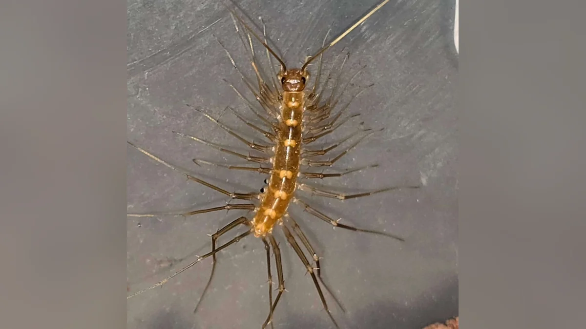 Top-down view of a house centipede with a yellow-orange body and long, thin banded legs and antennae, on a gray surface.