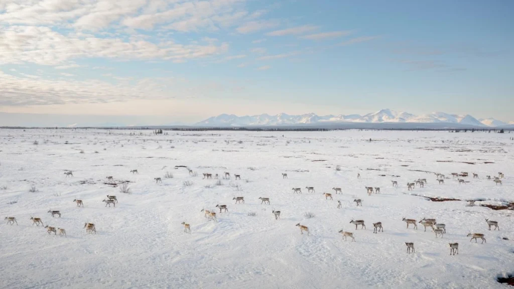 A herd of caribou walking across snow-covered Arctic tundra.