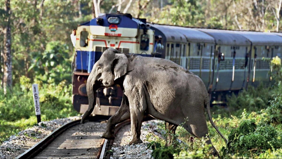 railway wildlife collisions