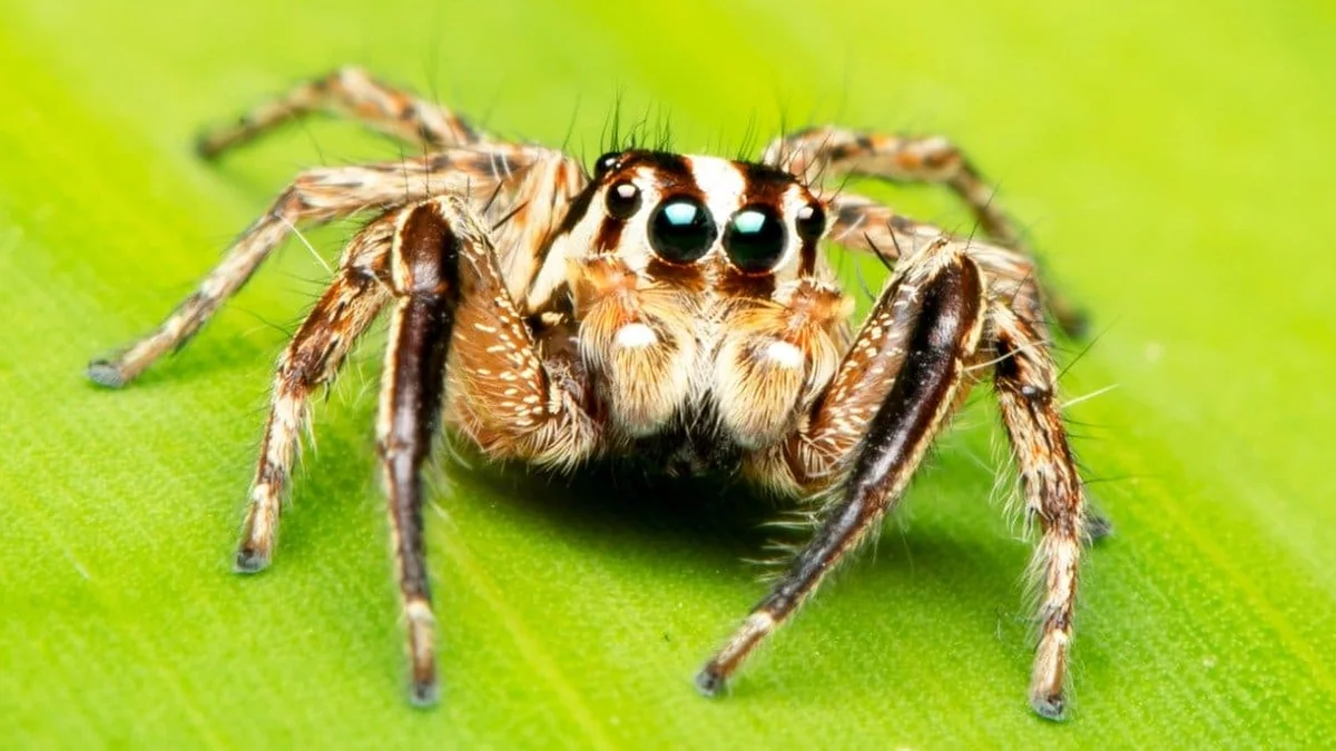 Close-up of a brown and white jumping spider on a bright green leaf, facing the camera with its two large dark front eyes visible.