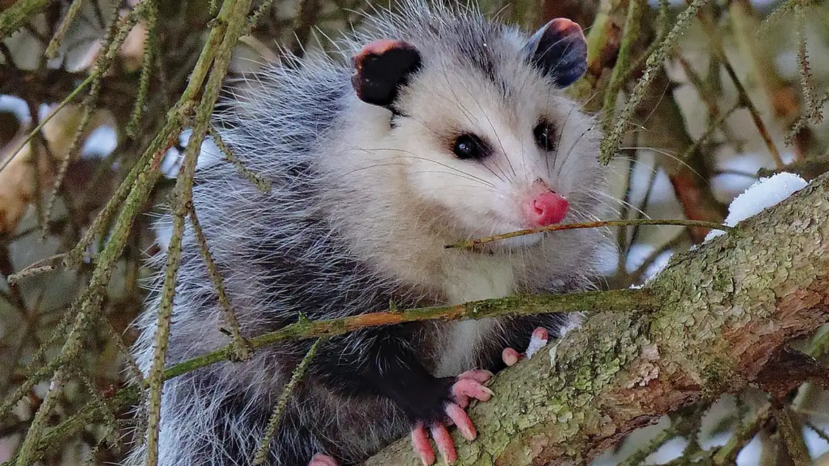 Possum gripping a snowy tree branch with its pink claws