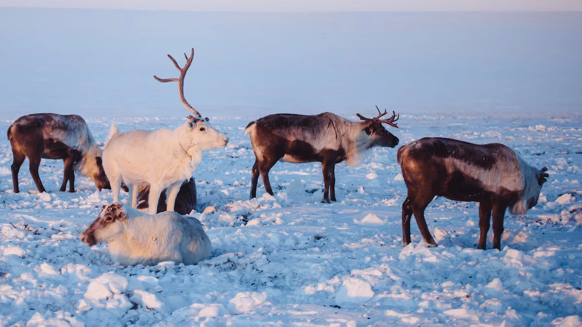 wild reindeer management areas