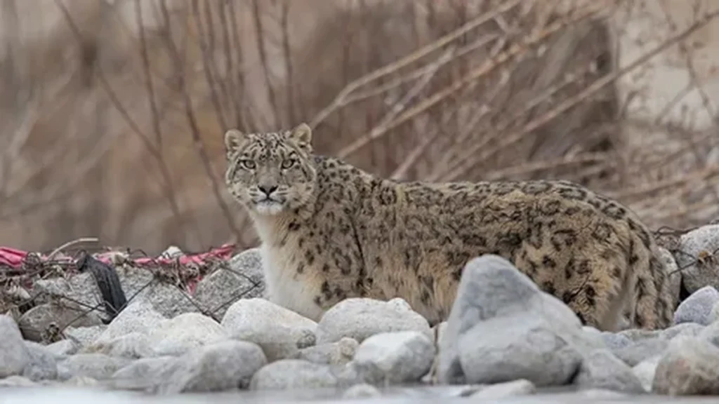 Snow leopard standing in profile on rocky ground, with its long, thick tail curving behind it and its head turned to the right.