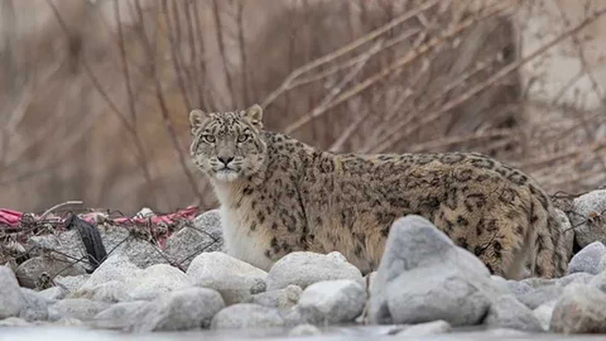 Snow leopard standing in profile on rocky ground, with its long, thick tail curving behind it and its head turned to the right.