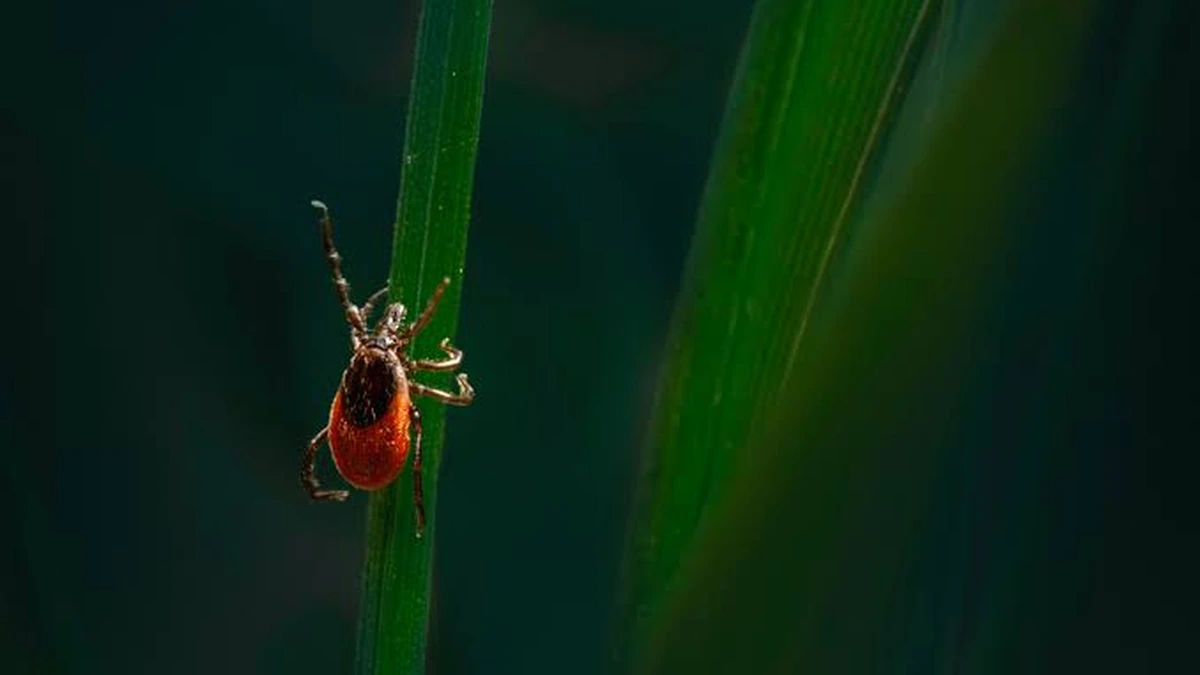 Macro photograph of a tick highlighting its body and legs, which help it attach to hosts and move through vegetation.